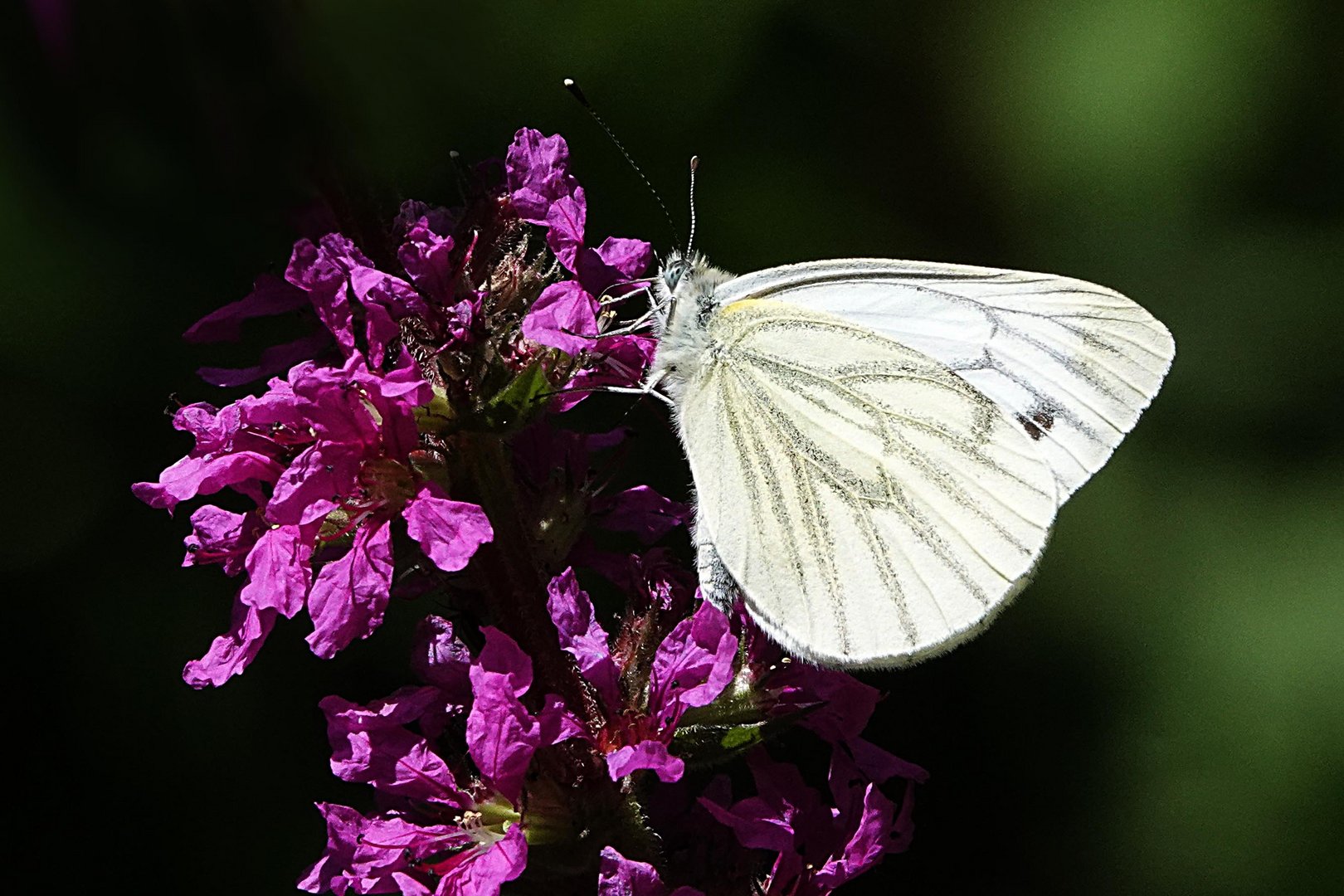 zur Blüte hingezogen