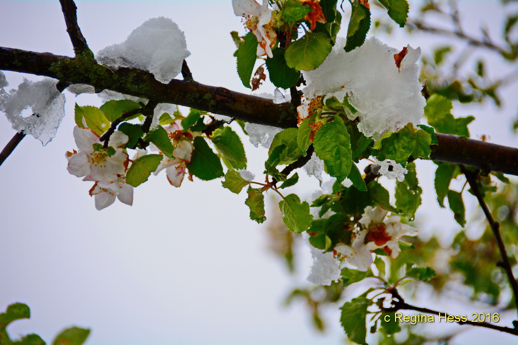 ......zur Blüte kam der Schnee !!!!!!