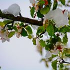 ......zur Blüte kam der Schnee !!!!!!