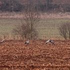 Zur Einstimmung auf den schon beginnenden Kranichzug: ein Bild vom 30.3.2013 . . .