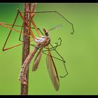 Zur Einstimmung in die neue Makro-Saison!