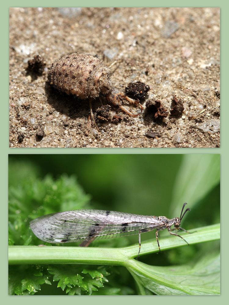 Zur Ergänzung noch diese Collage, ...