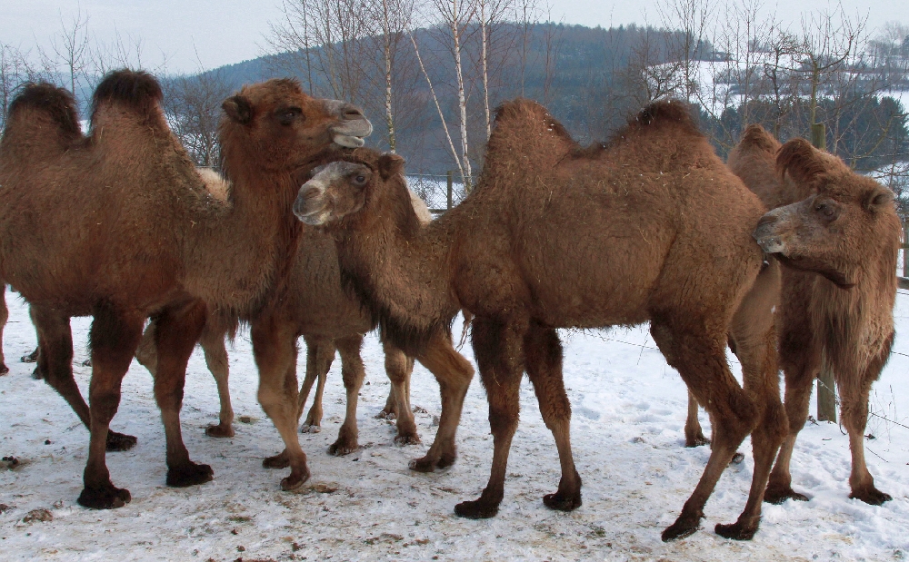 Zur Erinnerung an den Kamelhof Rotfelden 1