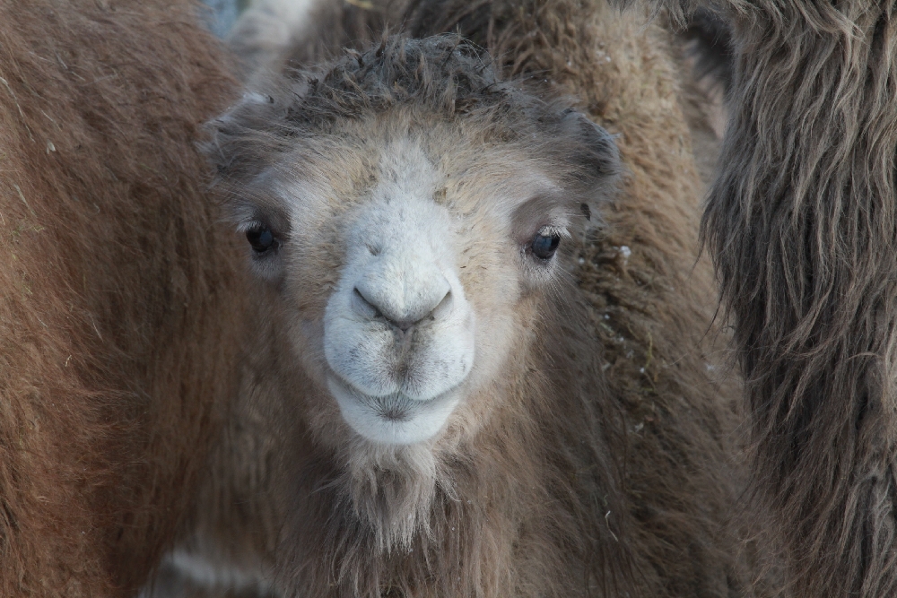 Zur Erinnerung an den Kamelhof Rotfelden 4