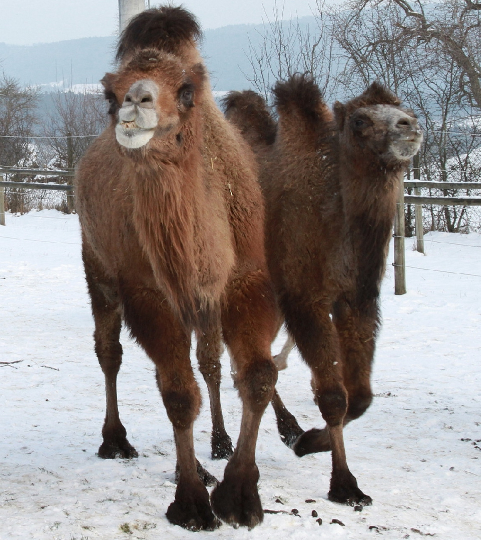 Zur Erinnerung an den Kamelhof Rotfelden 5