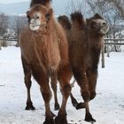 Zur Erinnerung an den Kamelhof Rotfelden 5