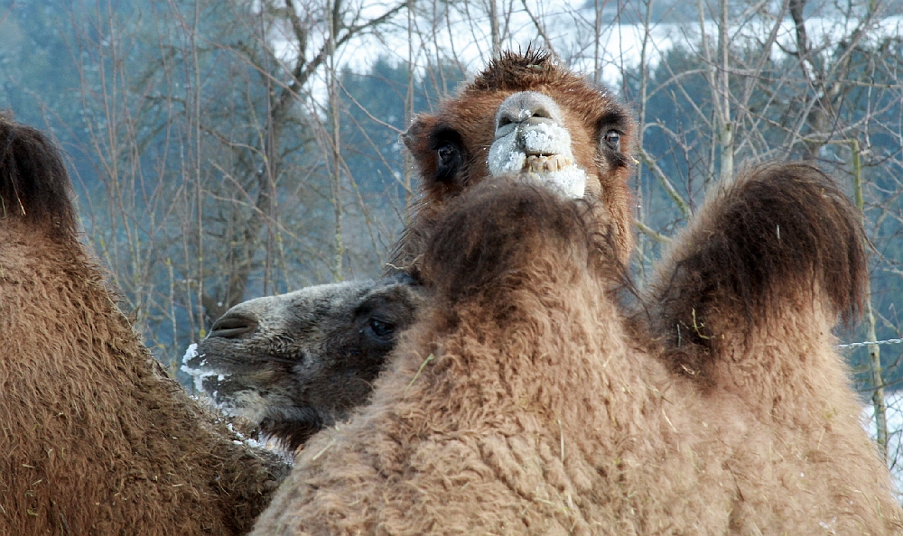 Zur Erinnerung an den Kamelhof Rotfelden 6