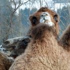 Zur Erinnerung an den Kamelhof Rotfelden 6