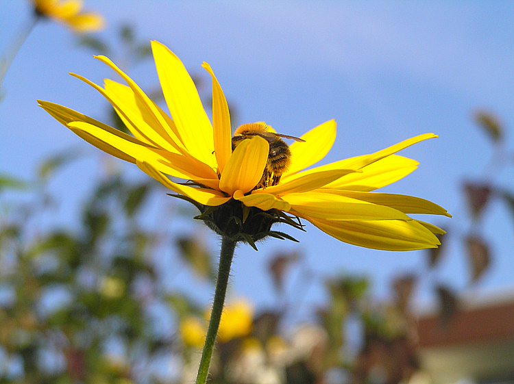 Zur Erinnerung an den Sommer