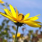 Zur Erinnerung an den Sommer