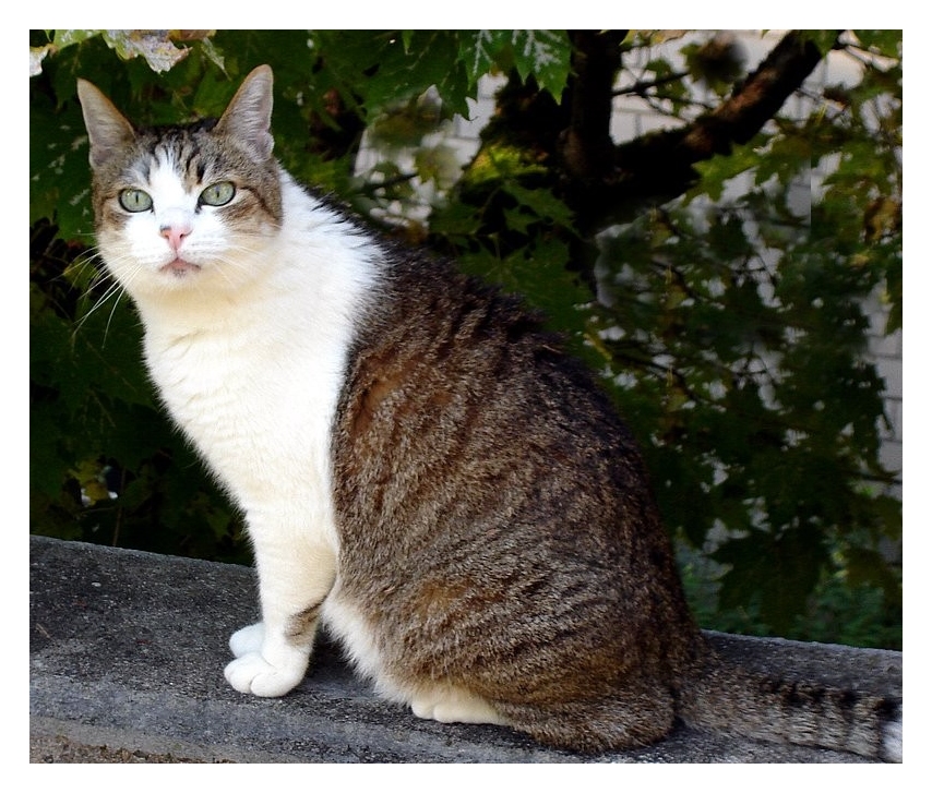 Zur Erinnerung an Romeo