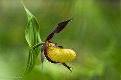 Zur Frauenschuhblüte ...