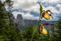 Zur Frauenschuhblüte ...