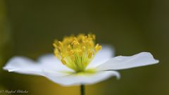 Zur Frauenschuhblüte ...