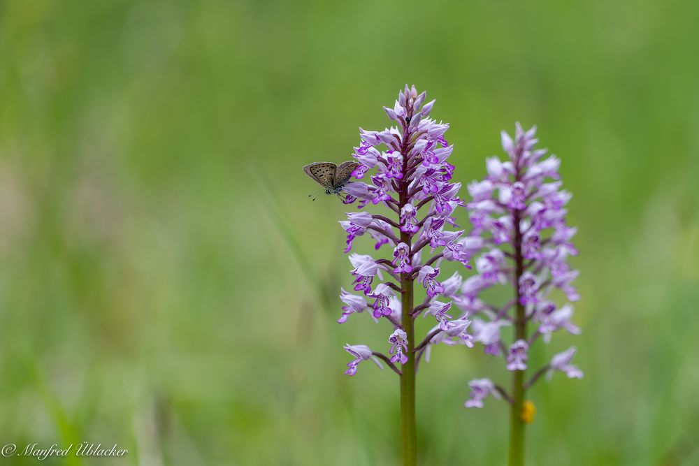 Zur Frauenschuhblüte ...