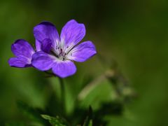 Zur Frauenschuhblüte beim Ybbsursprung ...