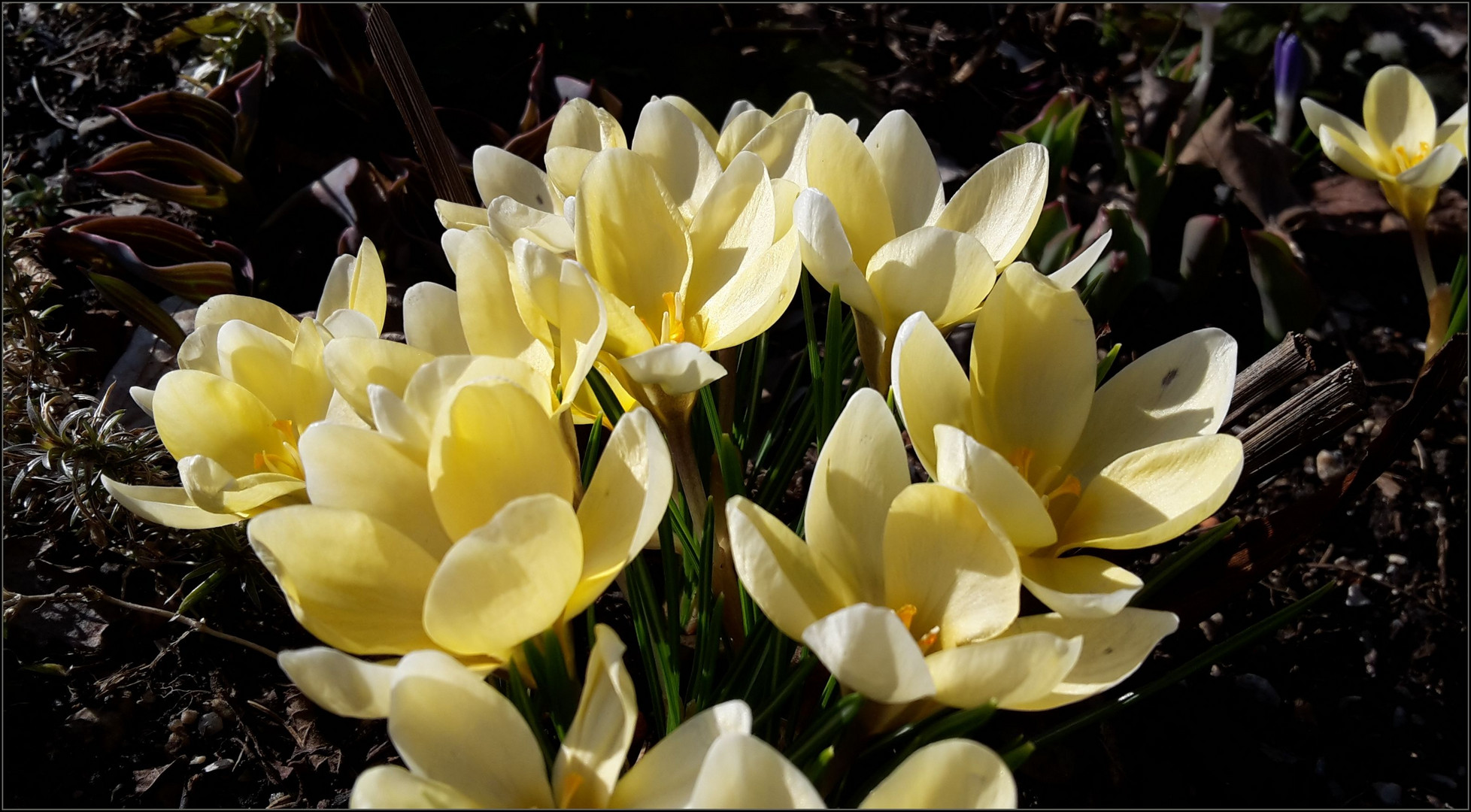 zur Garteneröffnung..