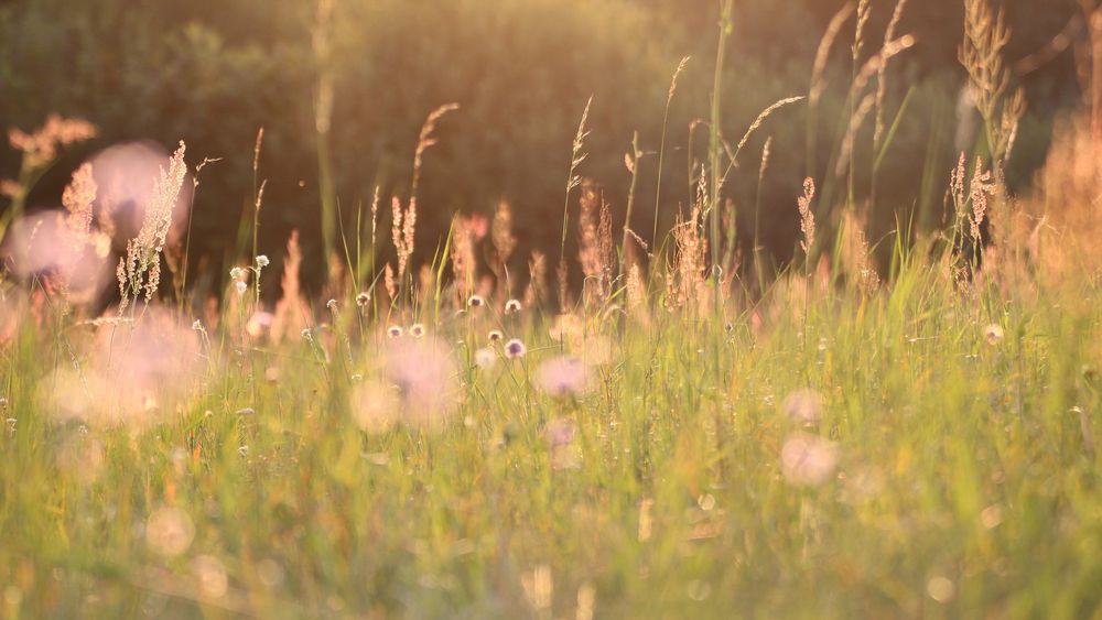 Zur goldenen Stunde