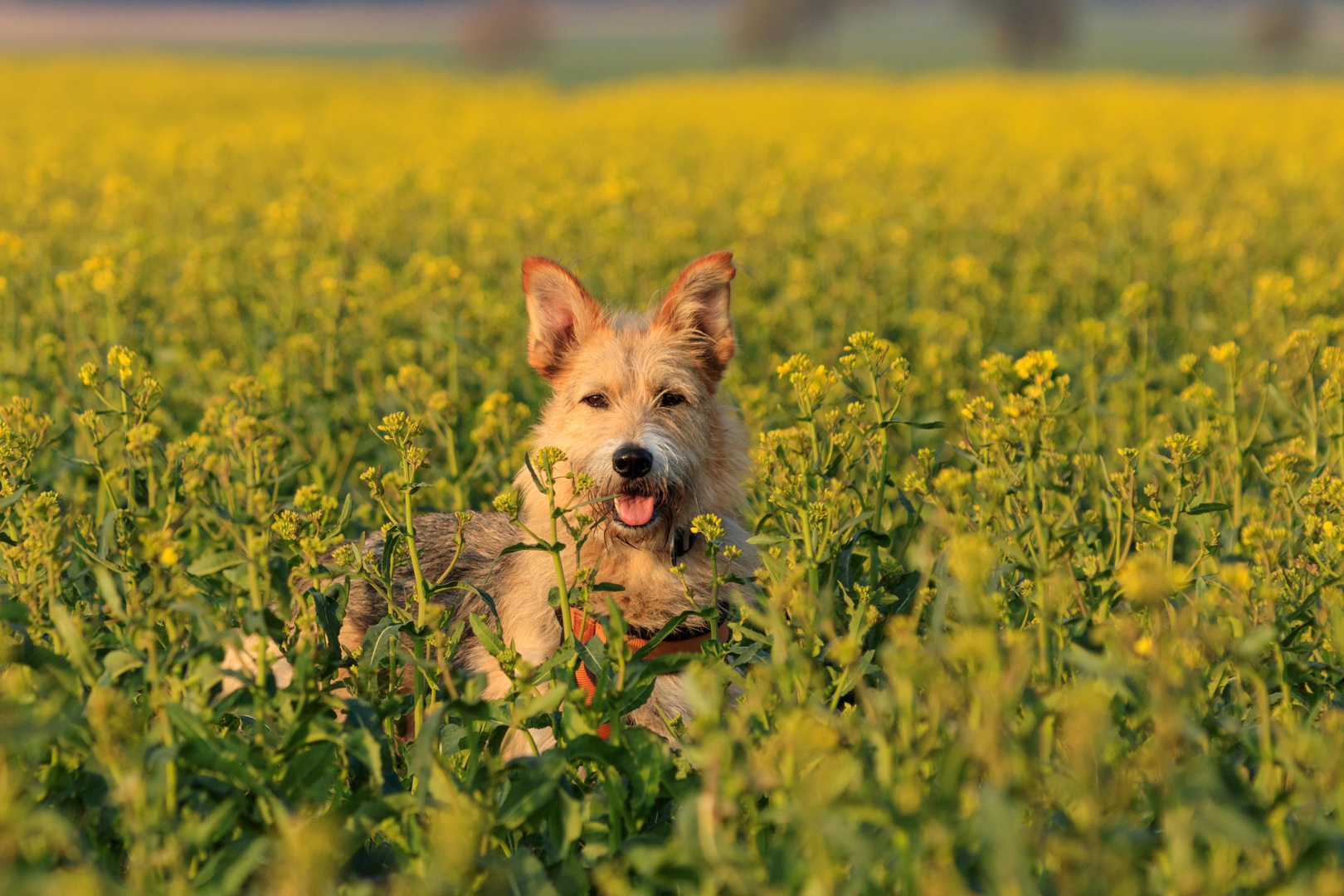 zur goldenen Stunde......