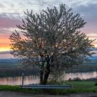 Zur goldenen Stunde den Frühling begrüßt.