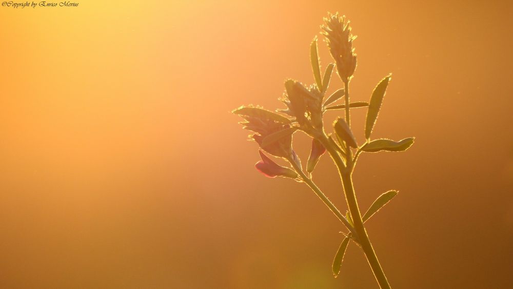 Zur goldenen Stunde II