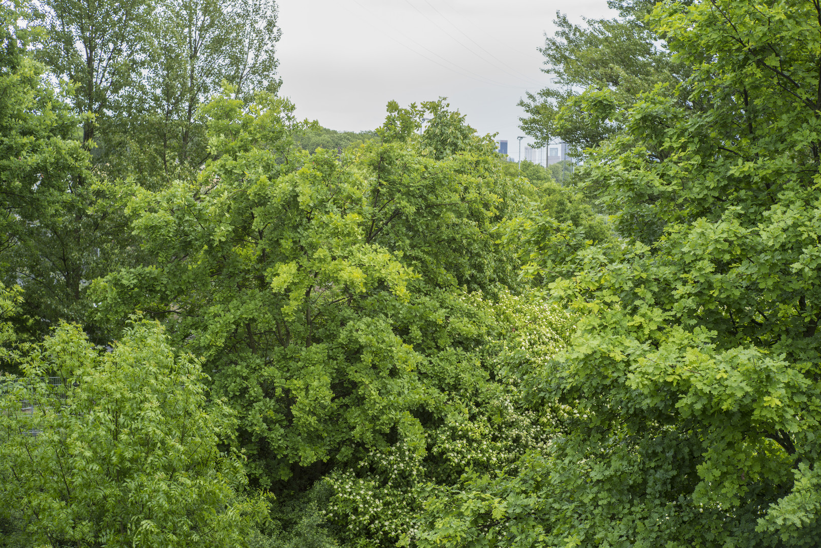 Zur Grünen Aussicht !