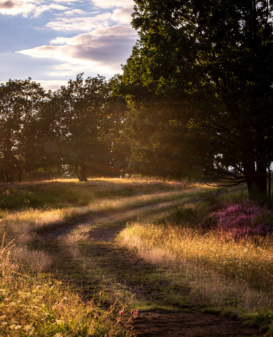 Zur Heideblüte auf der Trupbacher Heide.