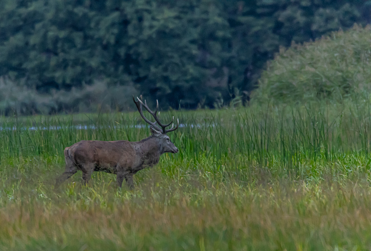 Zur Hirschbrunft  in der Lausitz