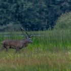 Zur Hirschbrunft  in der Lausitz