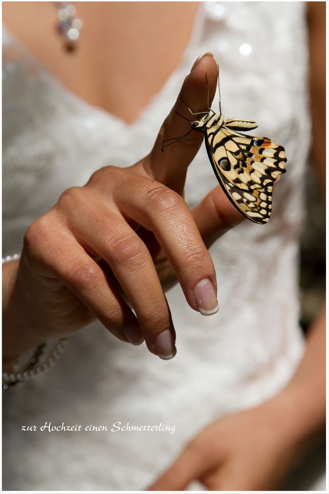 zur Hochzeit einen Schmetterling