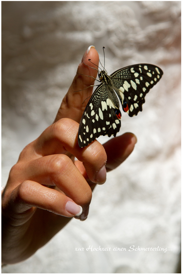 zur Hochzeit einen Schmetterling...