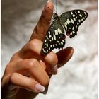 zur Hochzeit einen Schmetterling...