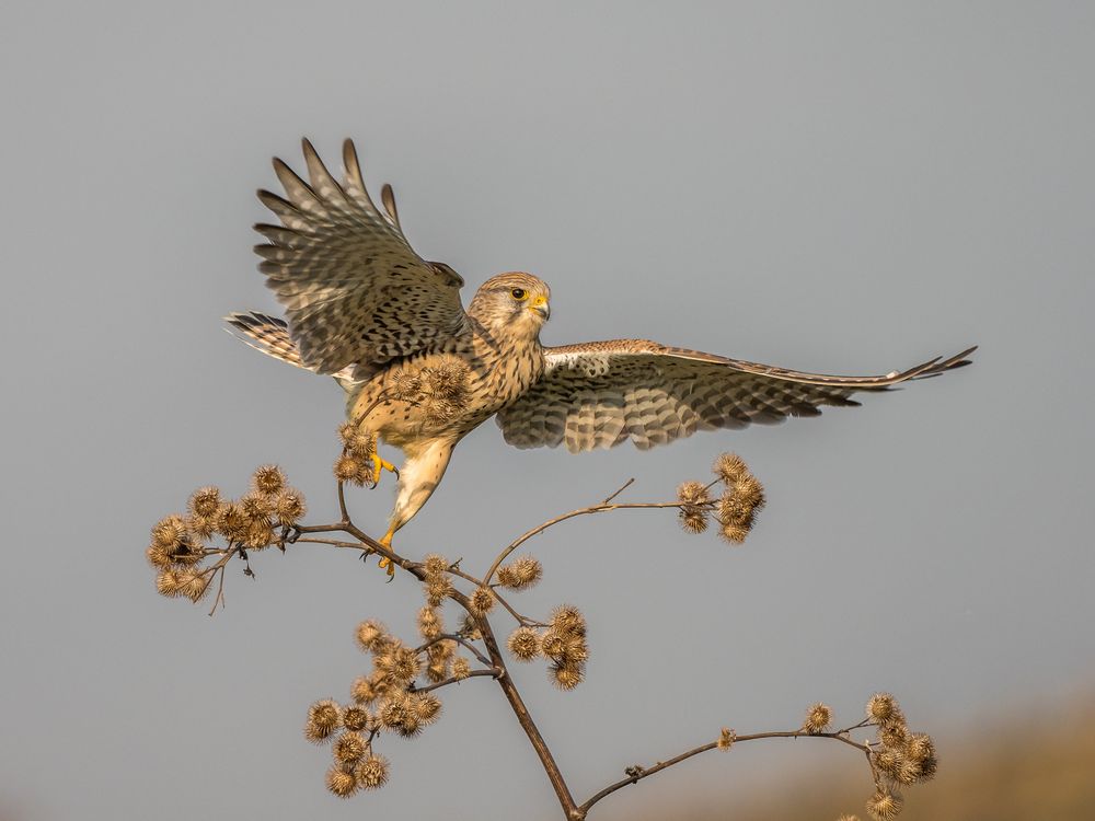 zur Jagd... Foto & Bild tiere, wildlife, wild lebende vögel Bilder auf zur Jagd... Foto & Bild tiere, wildlife, wild lebende vögel Bilder auf