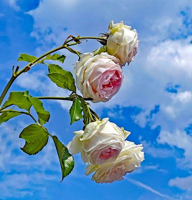 Zur Jahreszeit der Rosen muß man einfach mitfotografieren.