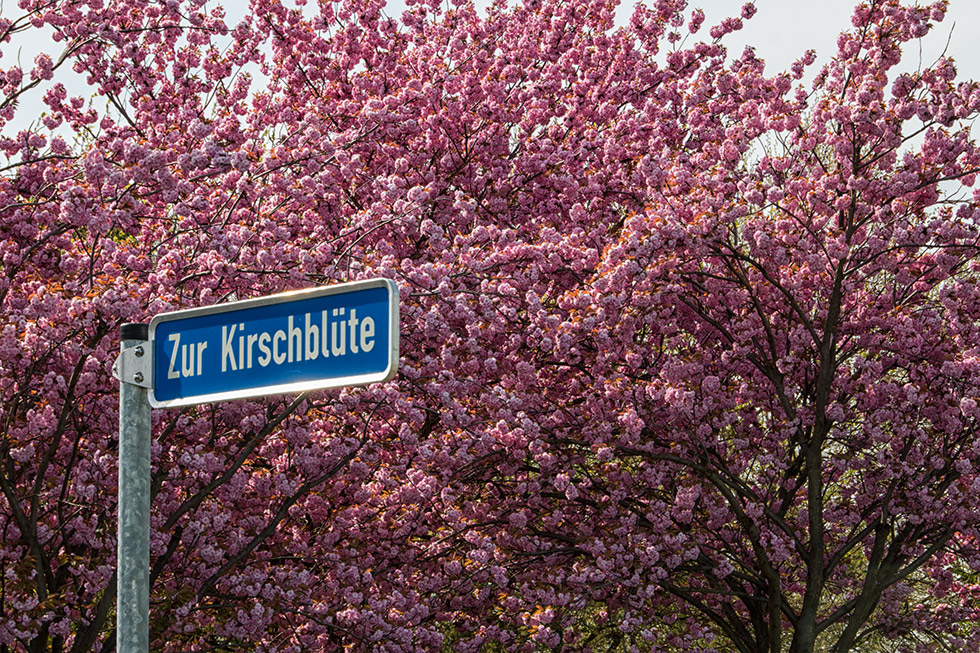 Zur Kirschblüte...