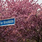 Zur Kirschblüte...