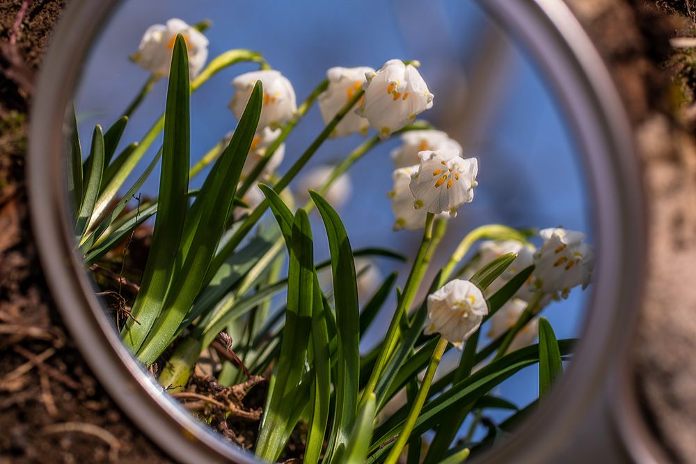 Zur Märzenbecherblüte in das Polenztal