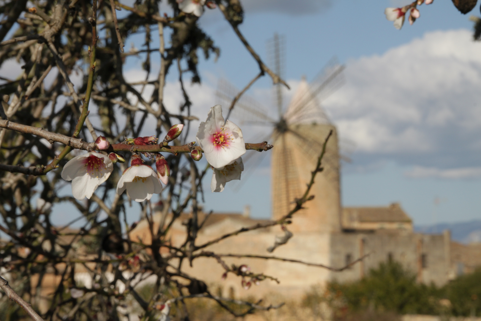 Zur Mandelblüte auf Mallorca