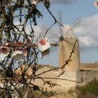 Zur Mandelblüte auf Mallorca