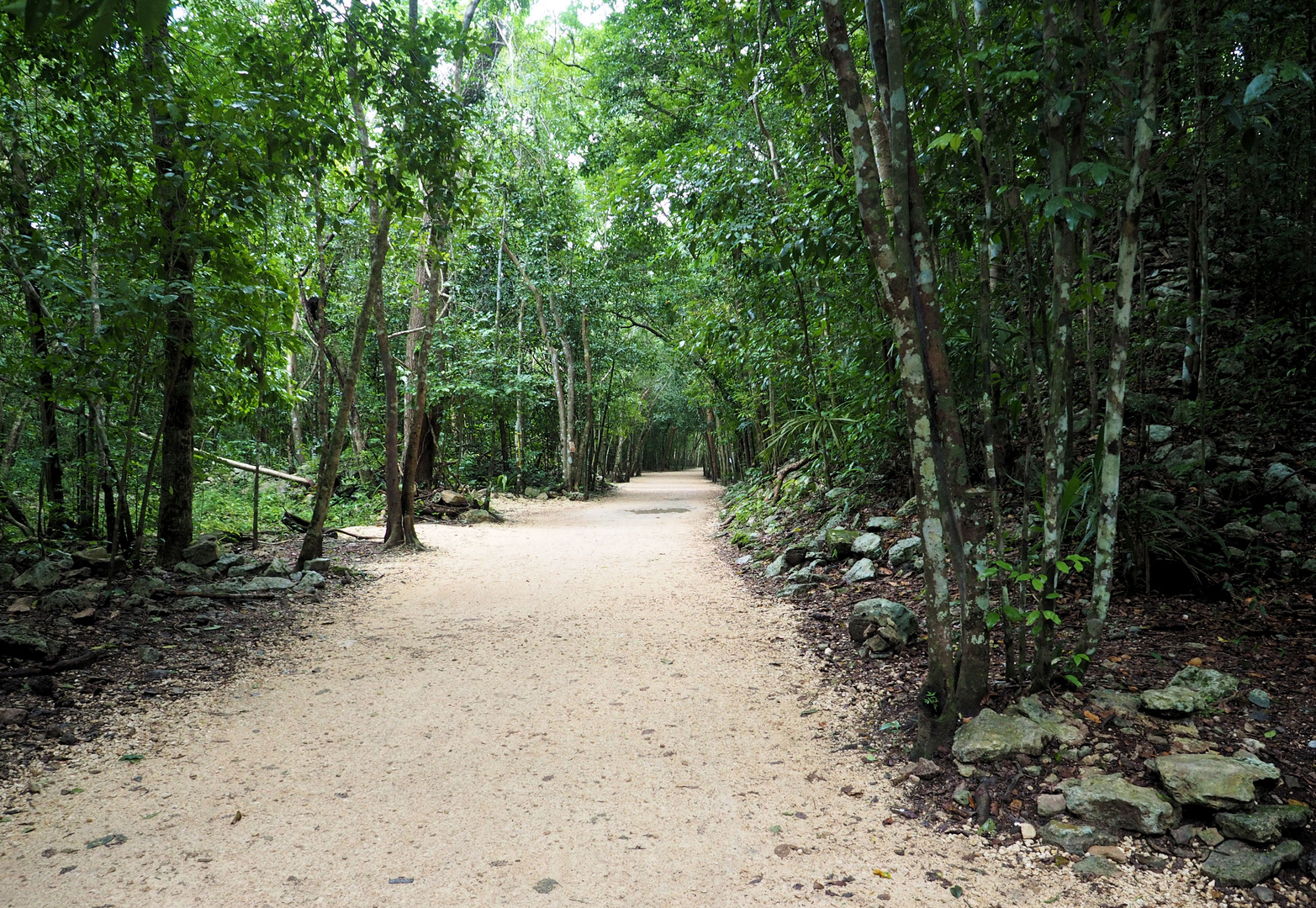 Zur Maya Stätte mussten wir ein Stück durch den Dschungel ...