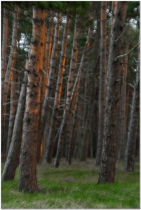 Zur Morgenstund im Kiefernwald