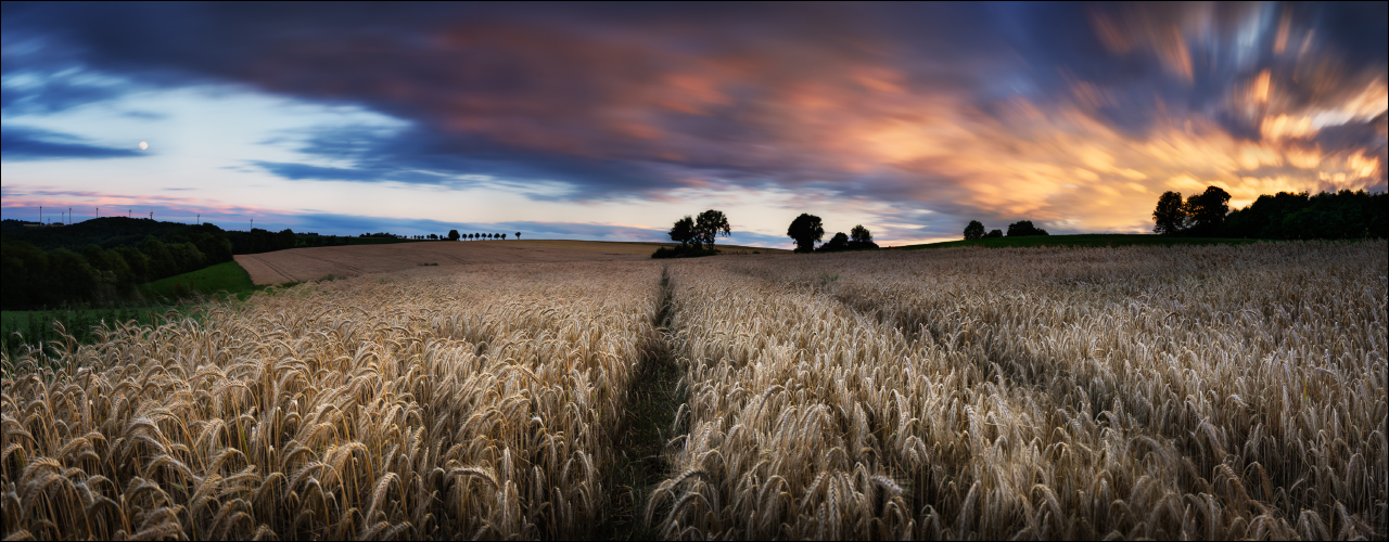 zur Nacht im Kornfeld