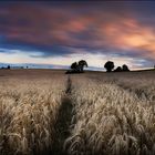 zur Nacht im Kornfeld