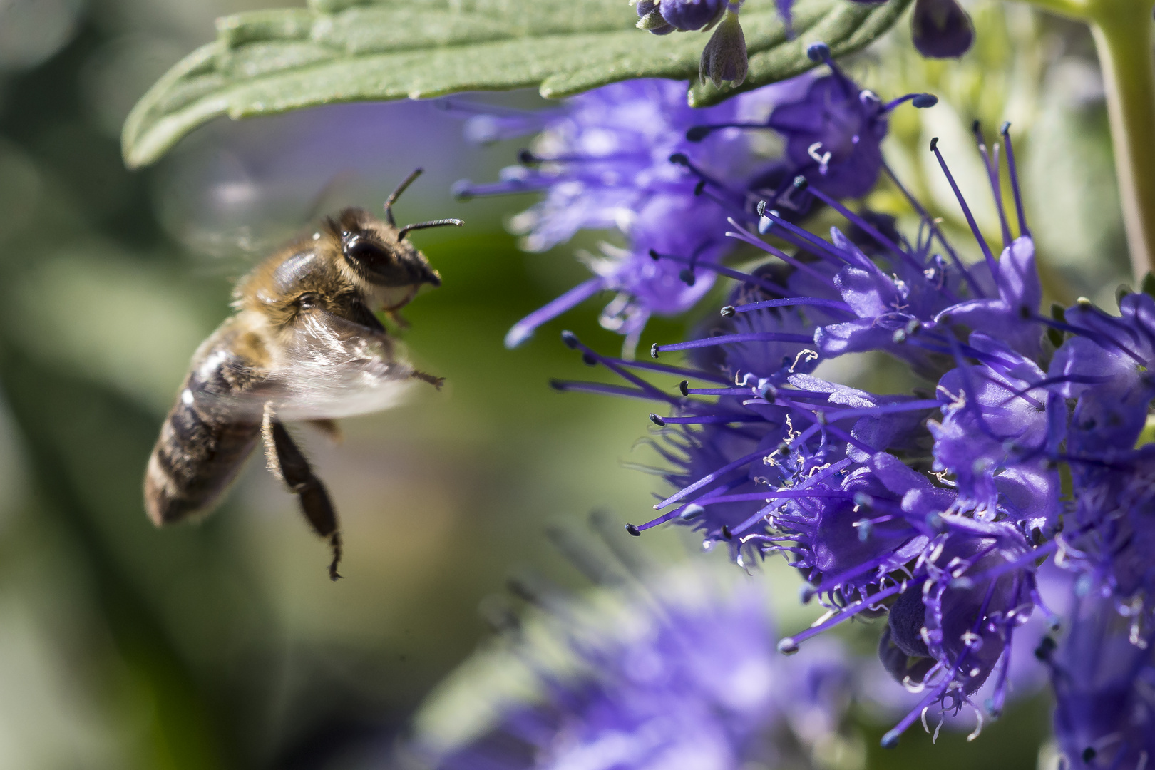 zur nächsten blauen Blüte