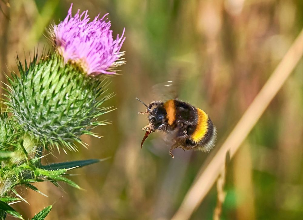 Zur nächsten Tankstelle Foto & Bild tiere, wildlife, insekten Bilder auf