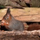 Zur Not tut es auch Vogelfutter