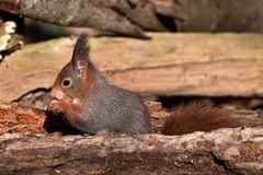 Zur Not tut es auch Vogelfutter