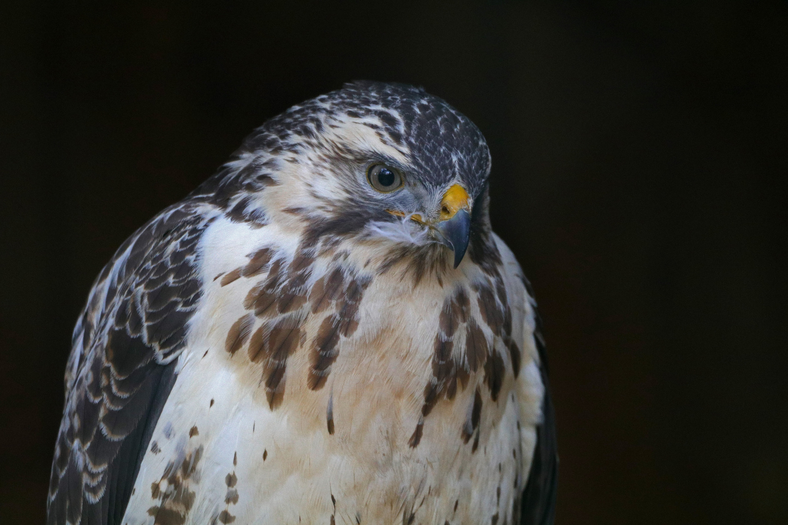 Zur Reha im Wildpark