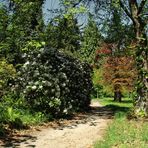 zur rhododendronblüte