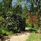 zur rhododendronblüte